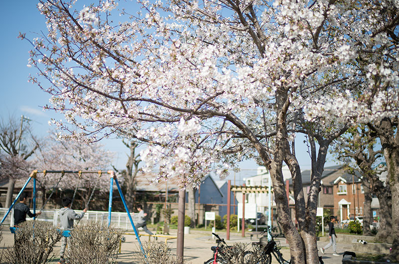 Cherry blossoms in Hanakawa West Park