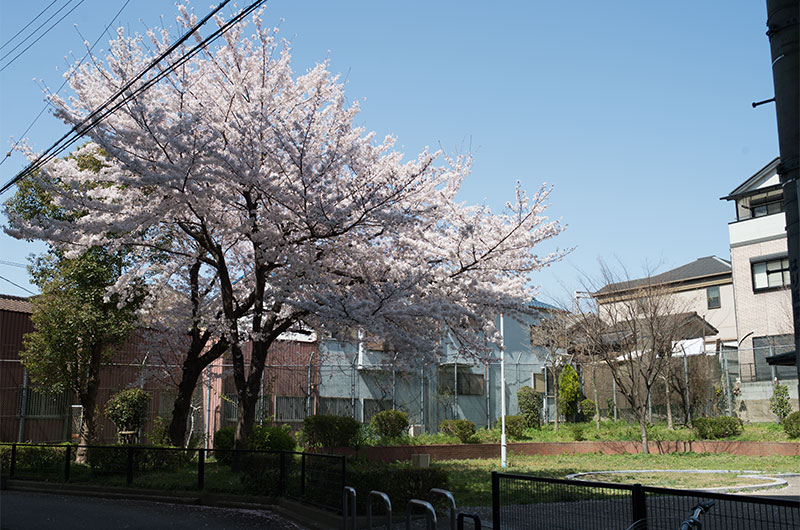 Cherry blossoms in Ohwada Chuichi Park
