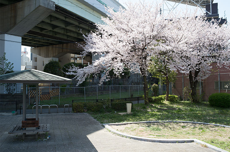 Cherry blossoms in Ohwada Chuichi Park