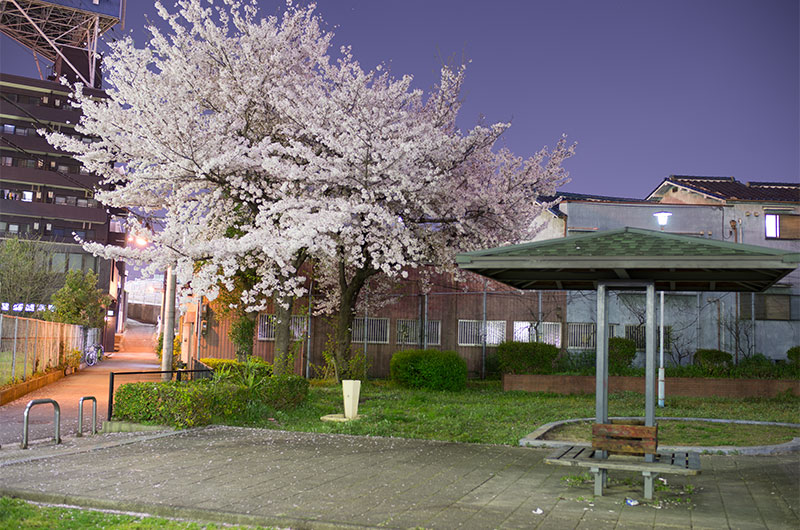 Cherry blossoms in Ohwada Chuichi Park