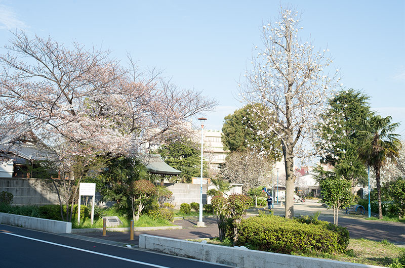 Cherry blossoms in Ohwada North Park