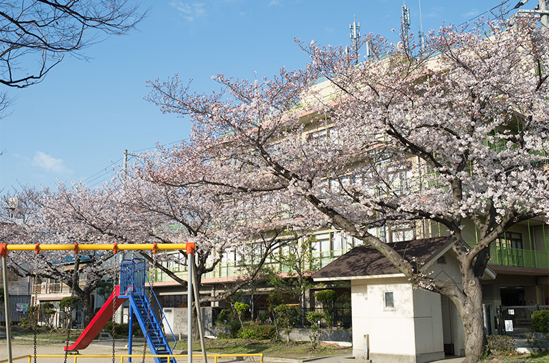 Cherry blossoms in Ohwada North Park