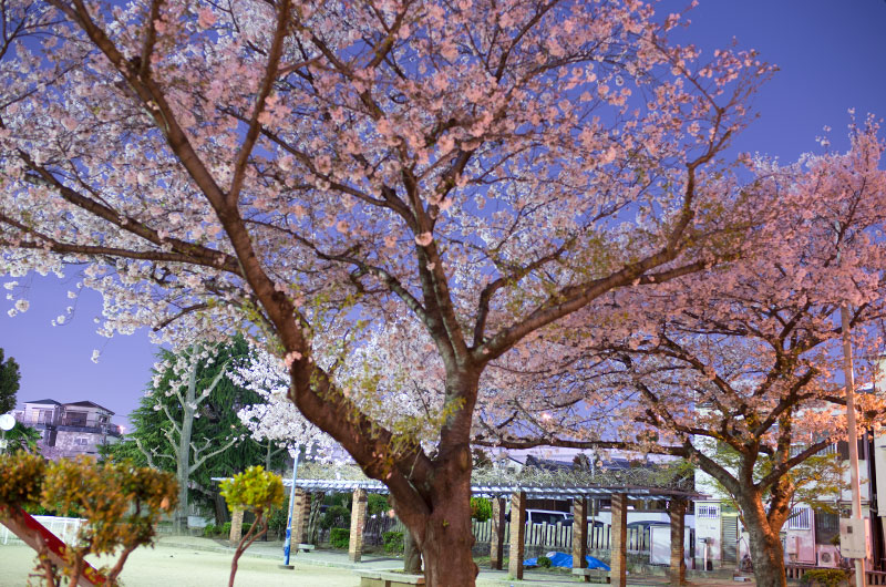 Cherry blossoms in Ohwada North Park