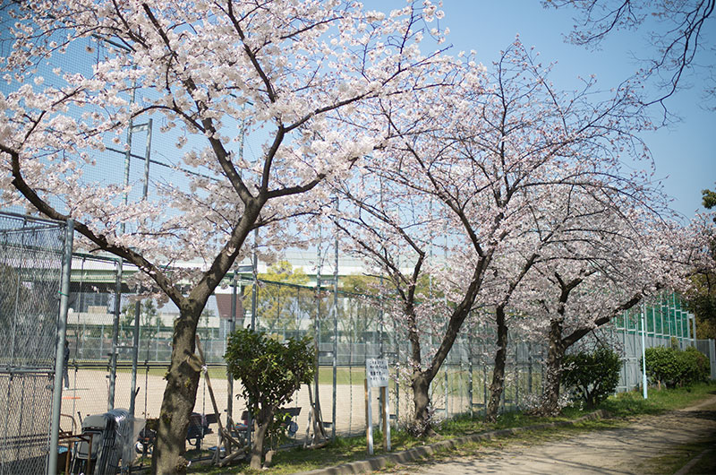 Cherry blossoms in Nishiyodo Park