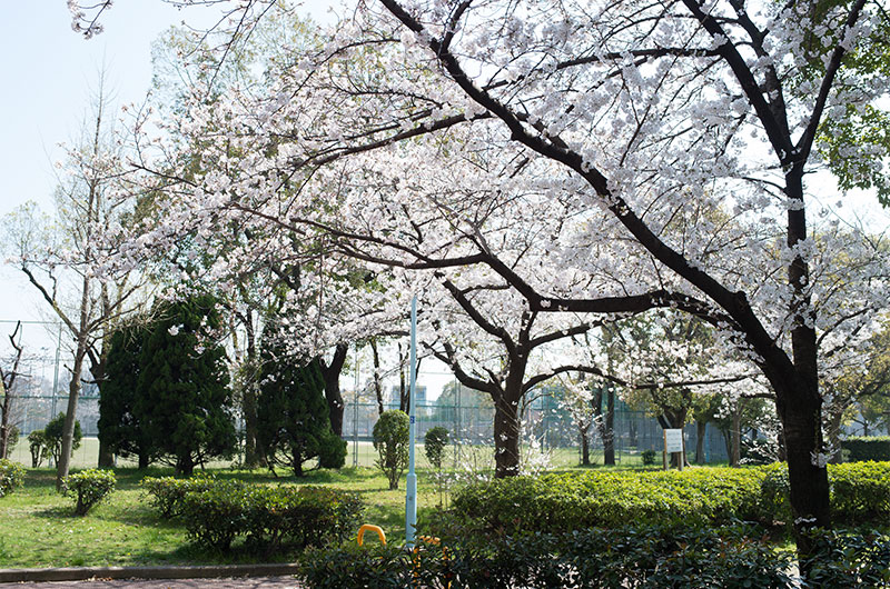 Cherry blossoms in Nishiyodo Park