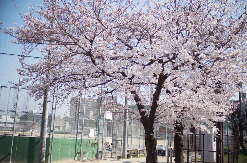 Cherry blossoms in Utajima Park