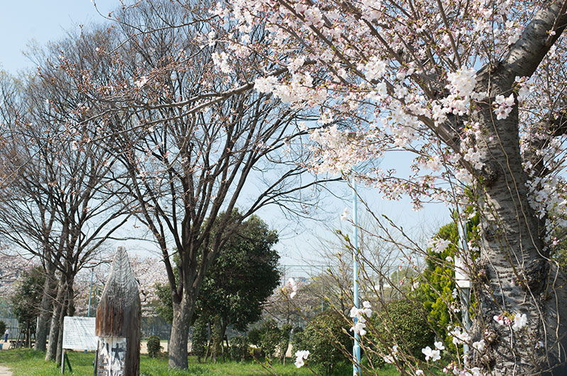 Cherry blossoms in Nishiyodo Park