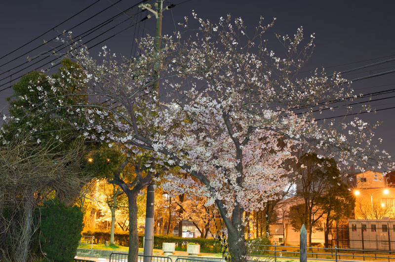 Cherry blossoms in Nishiyodo Park