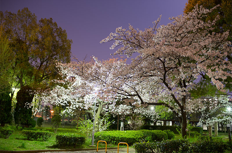 Cherry blossoms in Nishiyodo Park