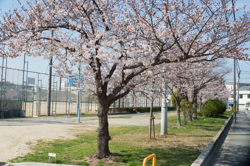 Cherry blossoms in Utajima Park