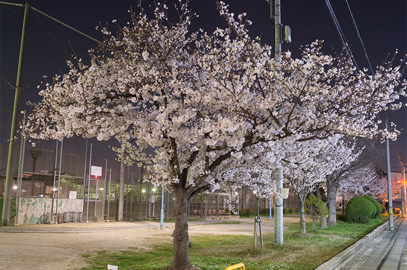 Cherry blossoms in Utajima Park