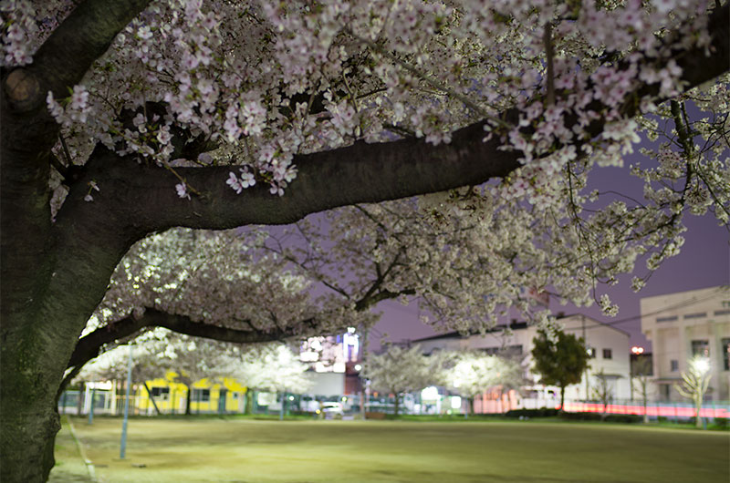 Cherry blossoms in Ohwada River Park