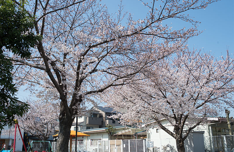 Cherry blossoms in North Himejima Park