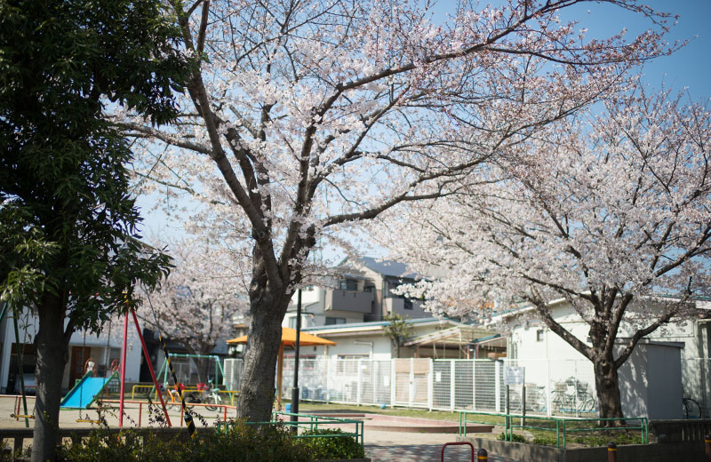 Cherry blossoms in North Himejima Park