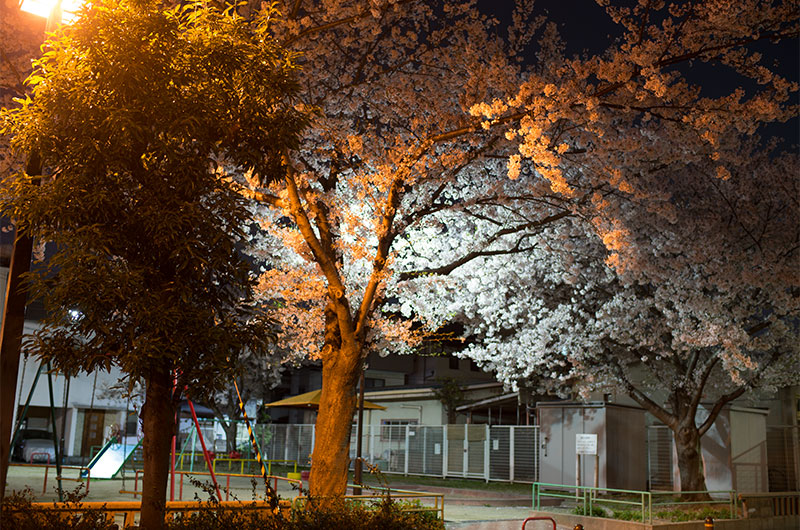 Cherry blossoms in North Himejima Park