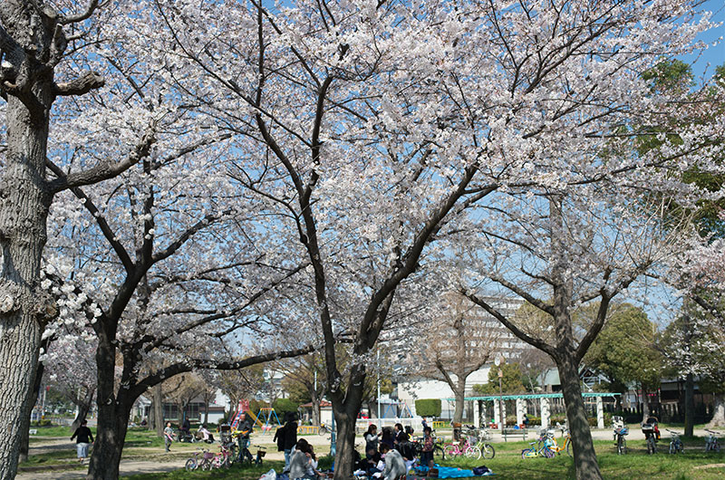 Cherry blossoms in Himejima Park