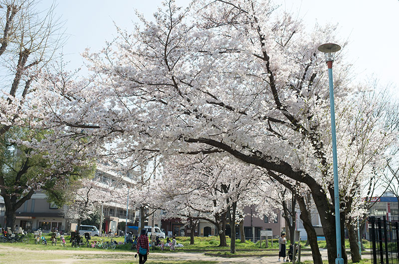 Cherry blossoms in Himejima Park