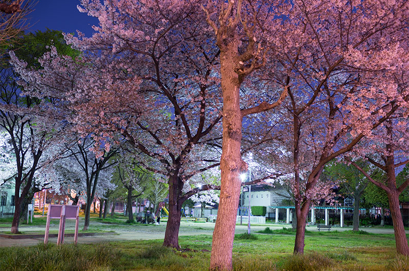 Cherry blossoms in Himejima Park