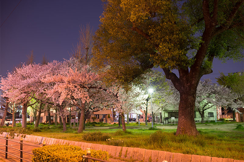 Cherry blossoms in Himejima Park