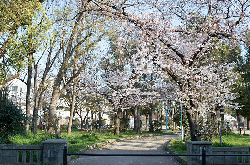 Cherry blossoms in Ohwada Central Park