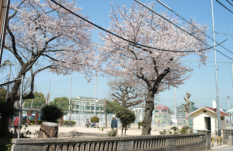 Cherry blossoms in West Himejima Park