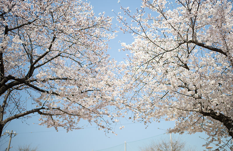 Cherry blossoms in West Himejima Park