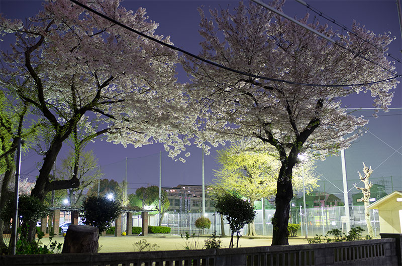 Cherry blossoms in West Himejima Park