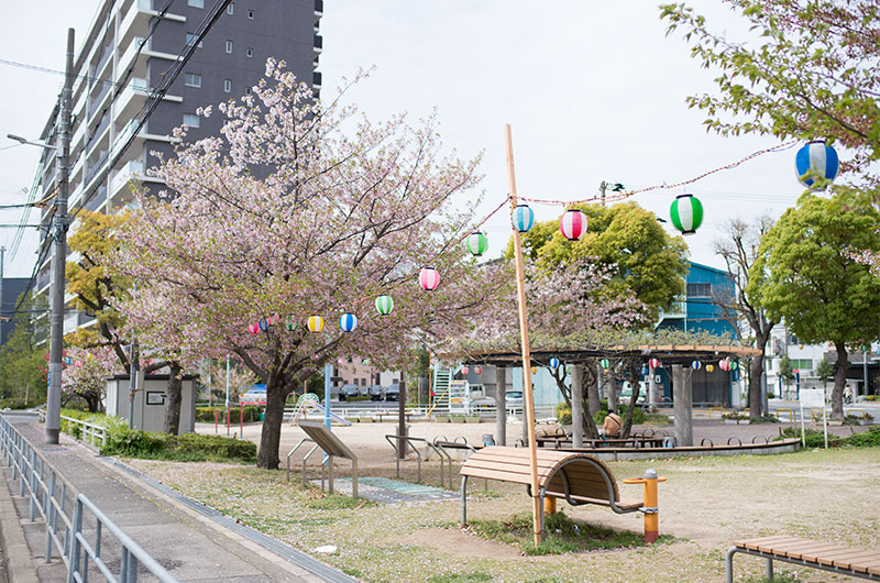 Cherry blossoms in West Himejimahama Park