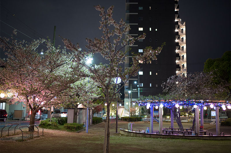 Cherry blossoms in West Himejimahama Park