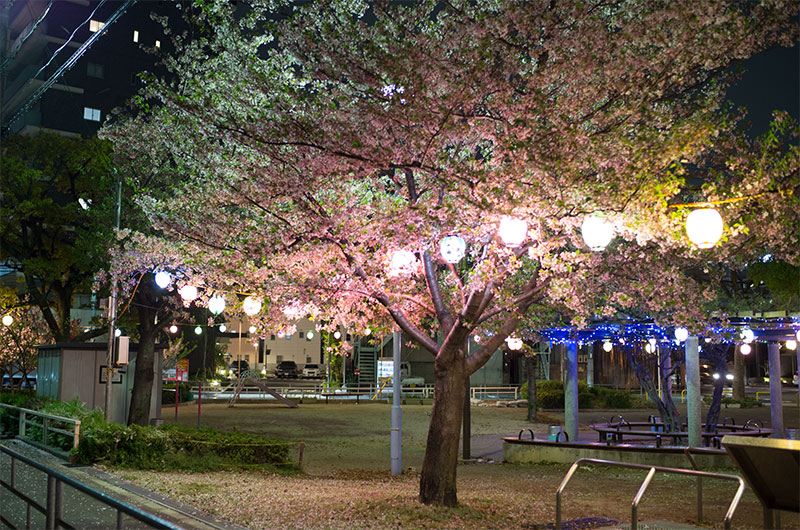Cherry blossoms in West Himejimahama Park