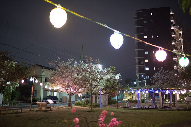 Cherry blossoms in West Himejimahama Park