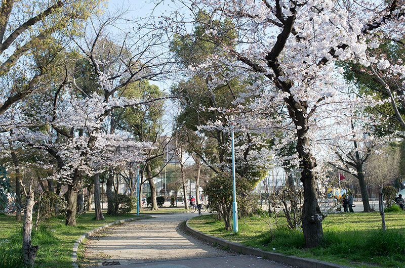Cherry blossoms in Ohwada Central Park