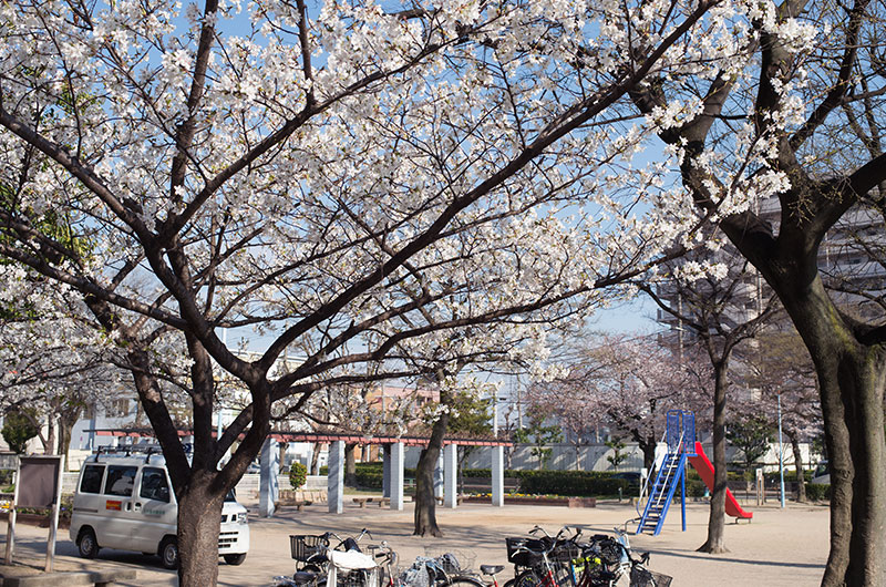 Cherry blossoms in South Himejima Park