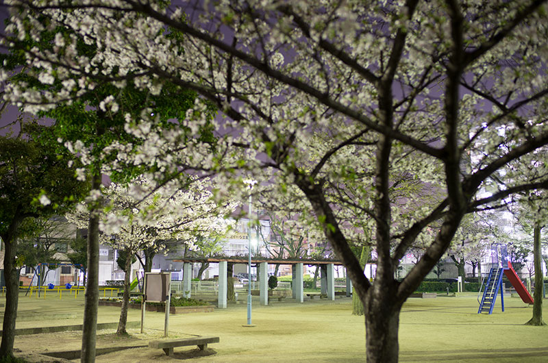 Cherry blossoms in South Himejima Park