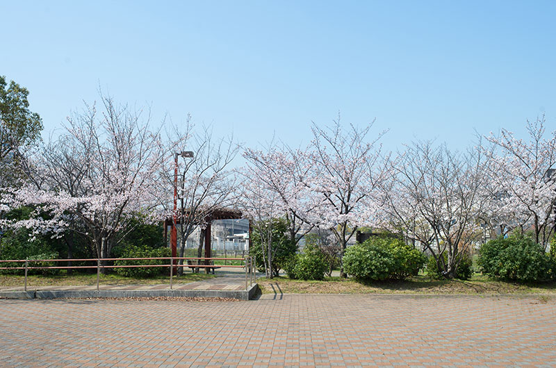 Cherry blossoms in Ohno Seseragi No Sato Park