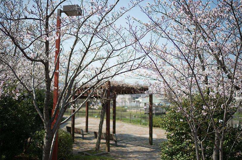 Cherry blossoms in Ohno Seseragi No Sato Park