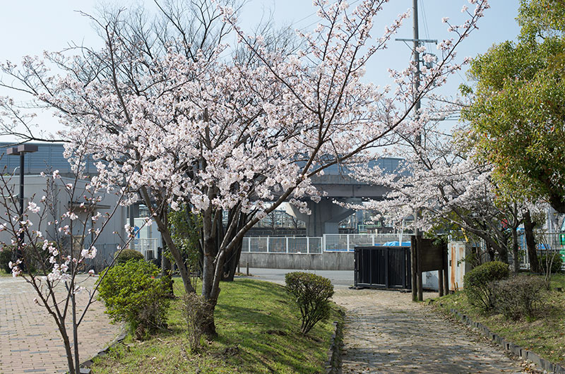 Cherry blossoms in Ohno Seseragi No Sato Park