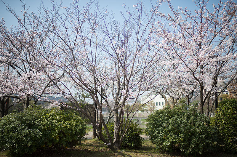 Cherry blossoms in Ohno Seseragi No Sato Park