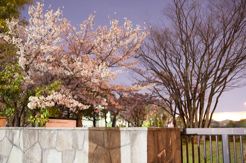 Cherry blossoms in Ohno Seseragi No Sato Park