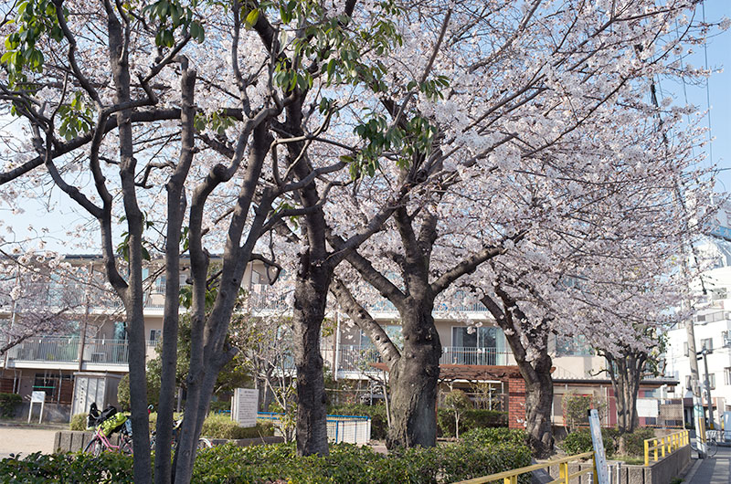 Cherry blossoms in Fukumachi Park