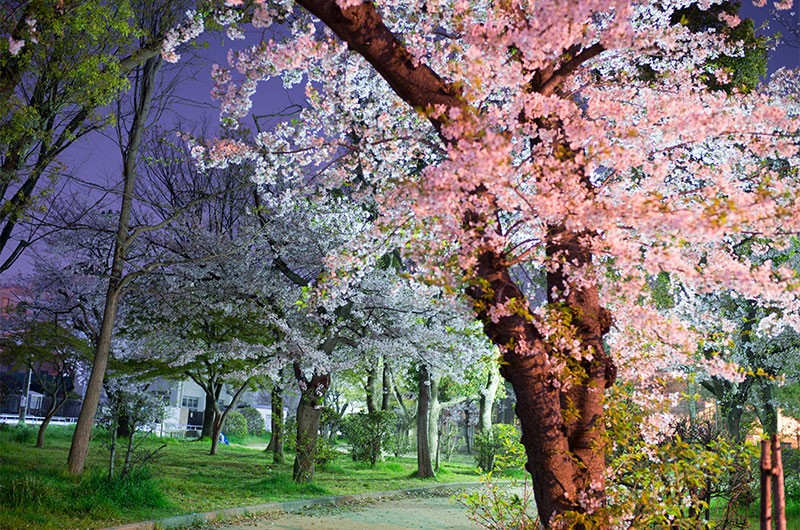 Cherry blossoms in Ohwada Central Park