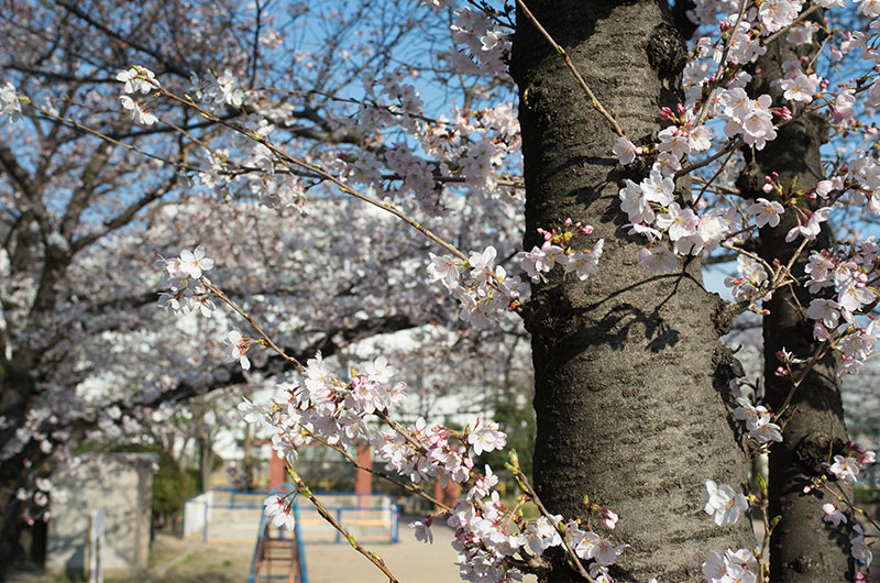 Cherry blossoms in Fukumachi Park