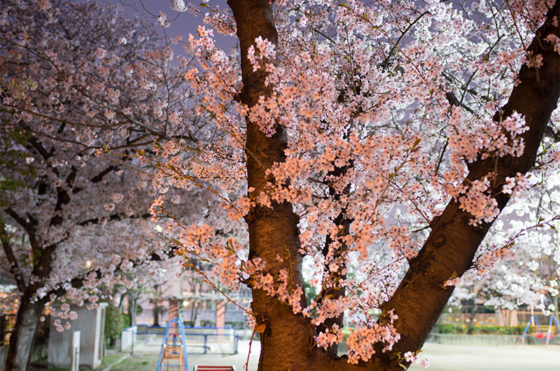 Cherry blossoms in Fukumachi Park