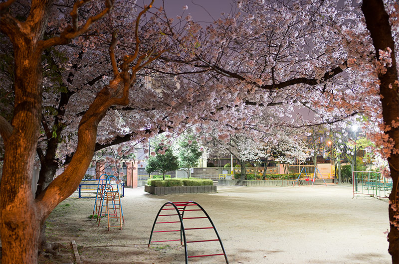 Cherry blossoms in Fukumachi Park