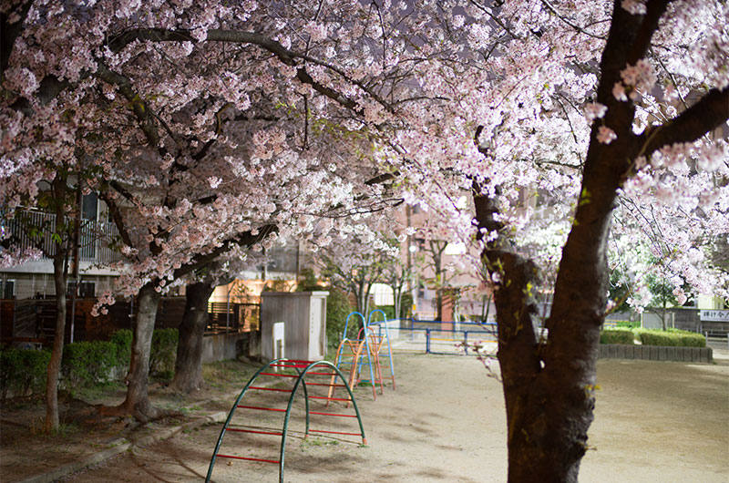 Cherry blossoms in Fukumachi Park