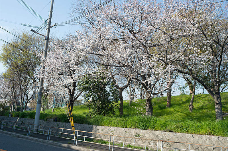 Cherry blossoms in Fukumachi West Park