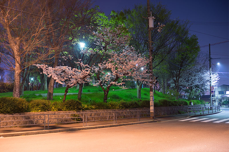 Cherry blossoms in Fukumachi West Park