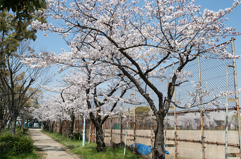 Cherry blossoms in Shinyodogawa Park