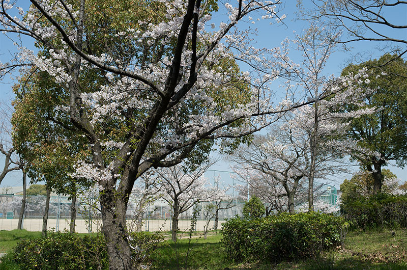 Cherry blossoms in Shinyodogawa Park