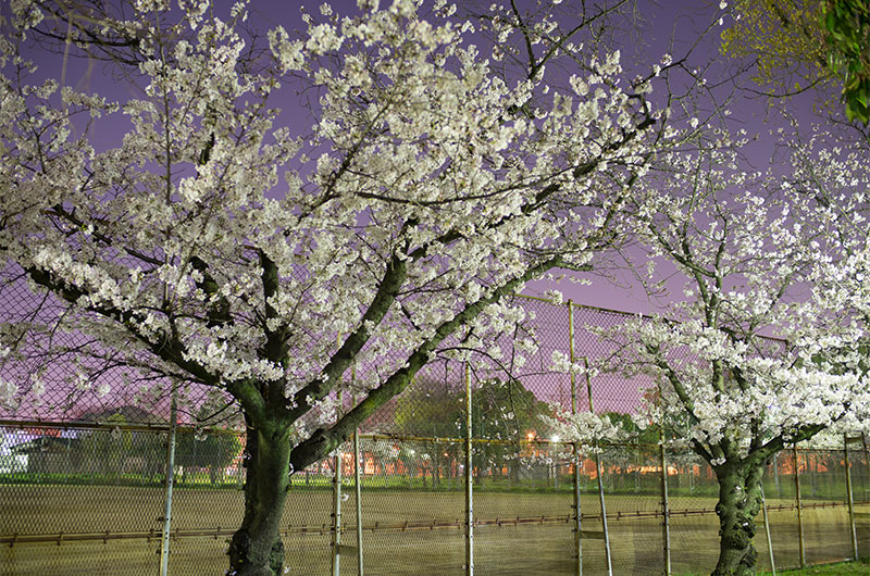 Cherry blossoms in Shinyodogawa Park